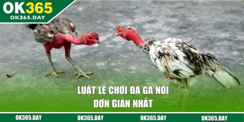 Luật lệ chơi đá gà nòi đơn giản nhất