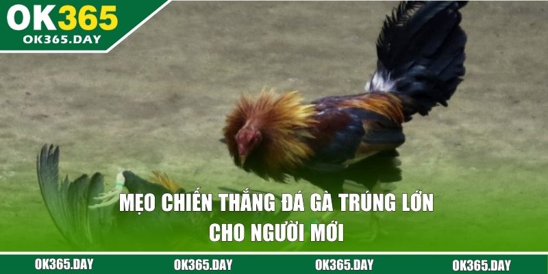 Mẹo chiến thắng đá gà trúng lớn cho người mới