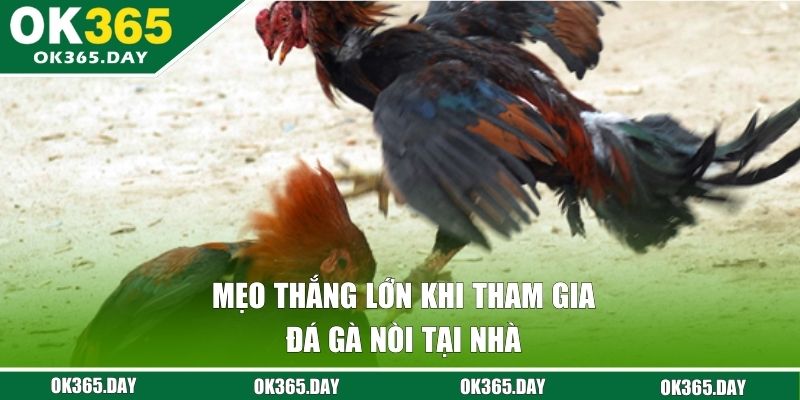 Mẹo thắng lớn khi tham gia đá gà nòi tại nhà